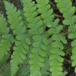 Dryopteris dilatata Hostoa