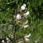 Epipactis palustris Квітка
