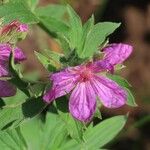 Geranium viscosissimum Blomst