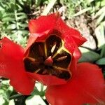 Tulipa raddii Цвят