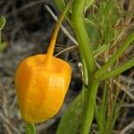 Physalis angustifolia ᱡᱚ