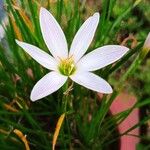 Zephyranthes candidaŽiedas