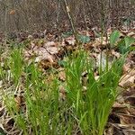 Carex montana Habitatea