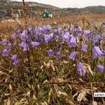 Campanula giesekiana Inny