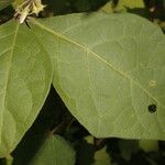 Solanum jamaicense Листок