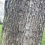 Acer macrophyllum Casca