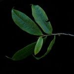 Eurya cerasifolia