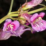 Penstemon speciosus Fiore