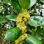 Ilex aquifoliumFlor