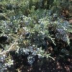 Juniperus virginiana ഫലം