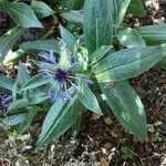 Centaurea montana Habit