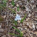 Iris cristata Flower