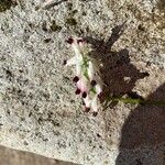 Fumaria capreolata Flower