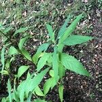 Elsholtzia stauntonii Hoja