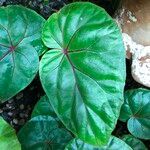 Begonia handelii Folha