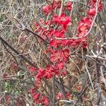 Chaenomeles × superba Habit