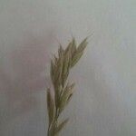 Bromus lanceolatus Feuille