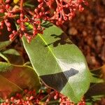 Skimmia japonica برگ