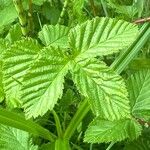 Filipendula ulmaria Blad