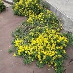 Coronilla valentina 整株植物