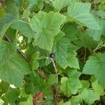 Ribes nigrum Leaf
