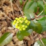 Mahonia aquifolium Folla