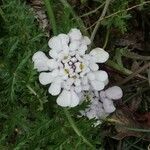 Iberis pectinata Fleur