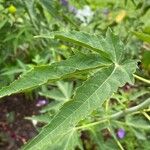 Hibiscus cannabinus Folha