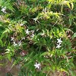 Jasminum polyanthum Virág