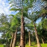 Caryota obtusa Hábito