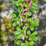 Cotoneaster microphyllus পাতা