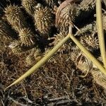 Hoodia gordonii Fruit