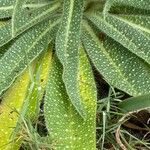 Echium asperrimum Folha