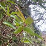 Arbutus canariensis Листок