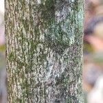 Loropetalum chinense 树皮