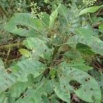 Psychotria solfiana Yeri