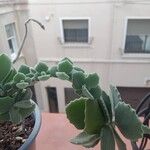 Kalanchoe millotii Folha