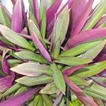 Tradescantia spathacea ഇല