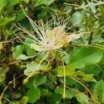 Capparis tomentosa Λουλούδι