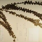 Cotoneaster nitidus Outro