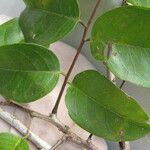 Pterocarpus officinalis Altul/Alta