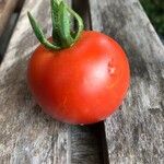 Solanum lycopersicum Frucht