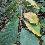 Pterostyrax corymbosus List