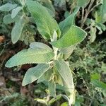 Salvia officinalis Fulla