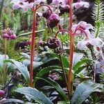 Chimaphila umbellata Агульны выгляд