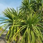 Cordyline australis Hábitos