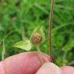 Drymocallis rupestris Fruit