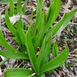 Plantago atrata Blad