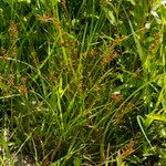 Juncus compressus Habit