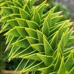 Araucaria araucana Blatt